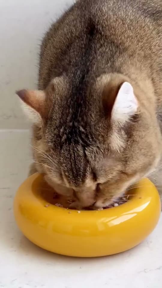 Let's feed my cat