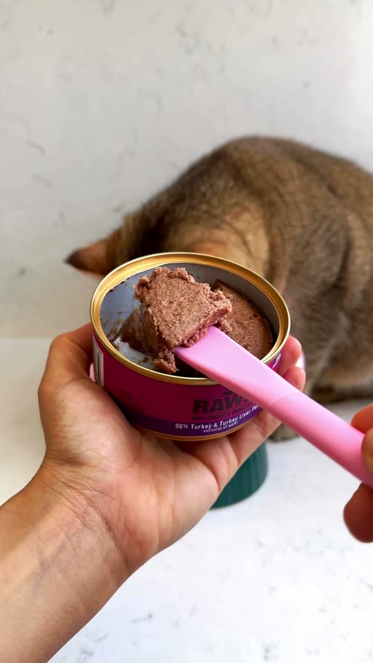 Feeding my cat, but make it ASMR