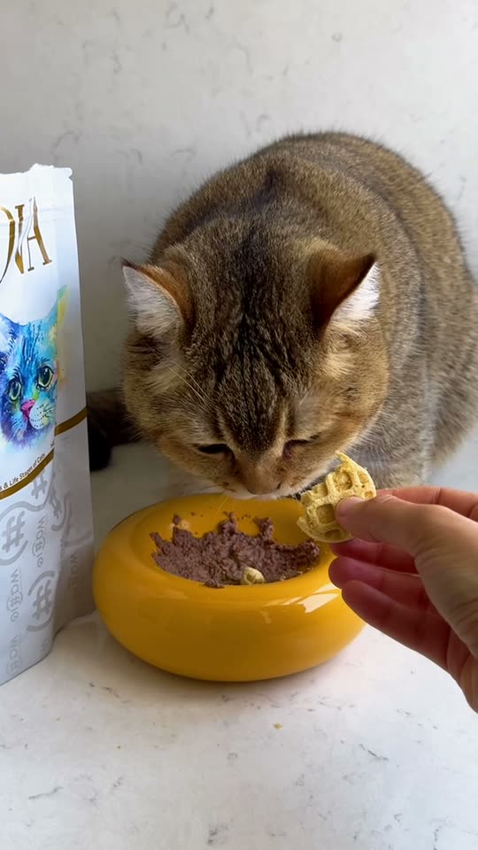 Feed my cat with me