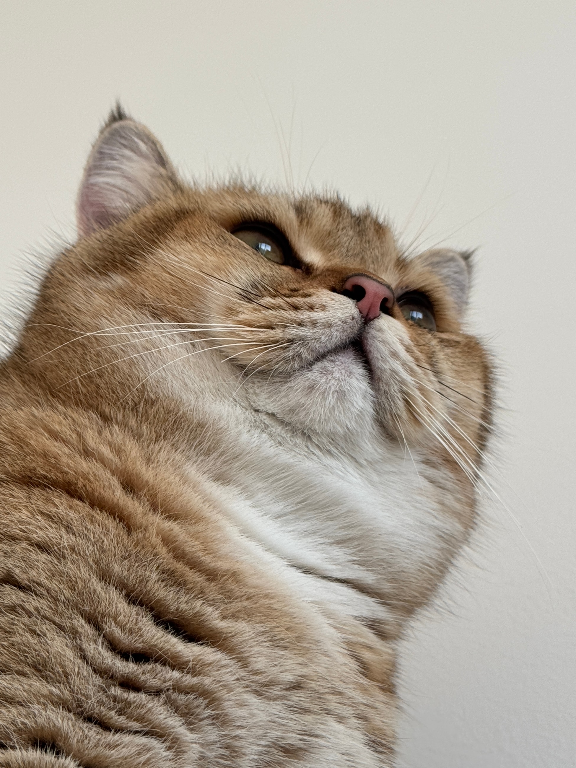 Let's feed my cat