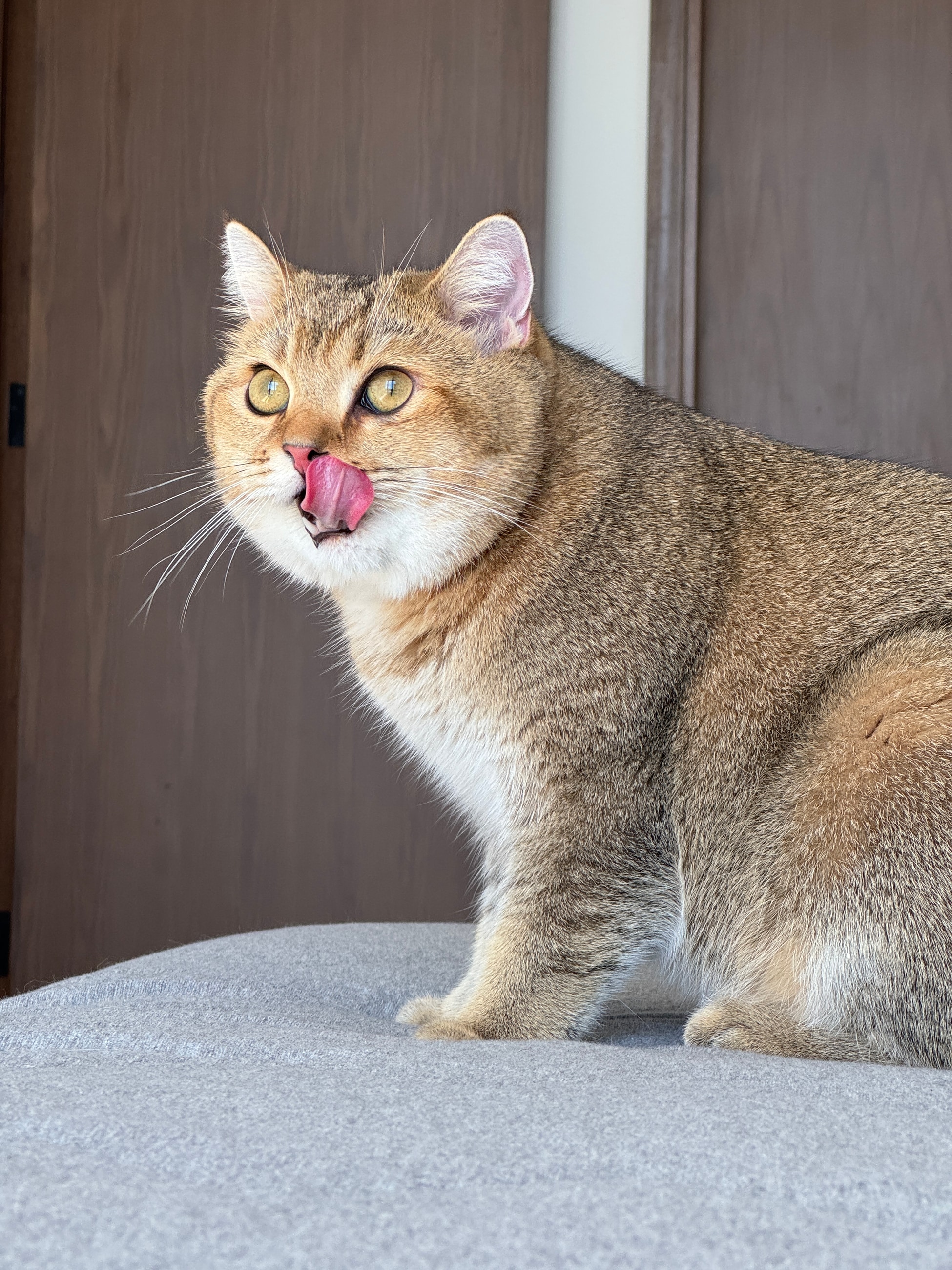 Let's make my cat's dinner