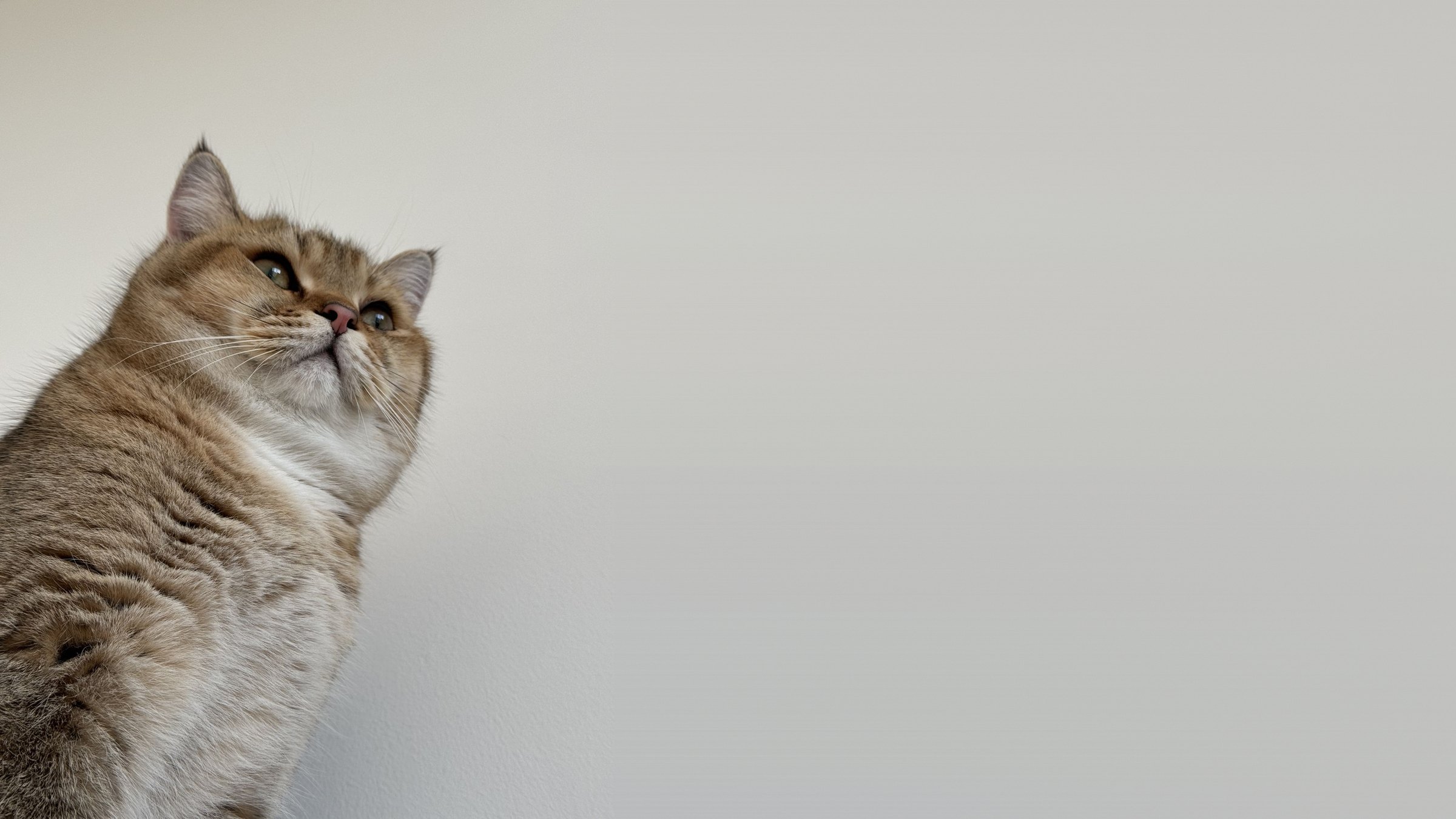 Pumo lying in the sun by the window
